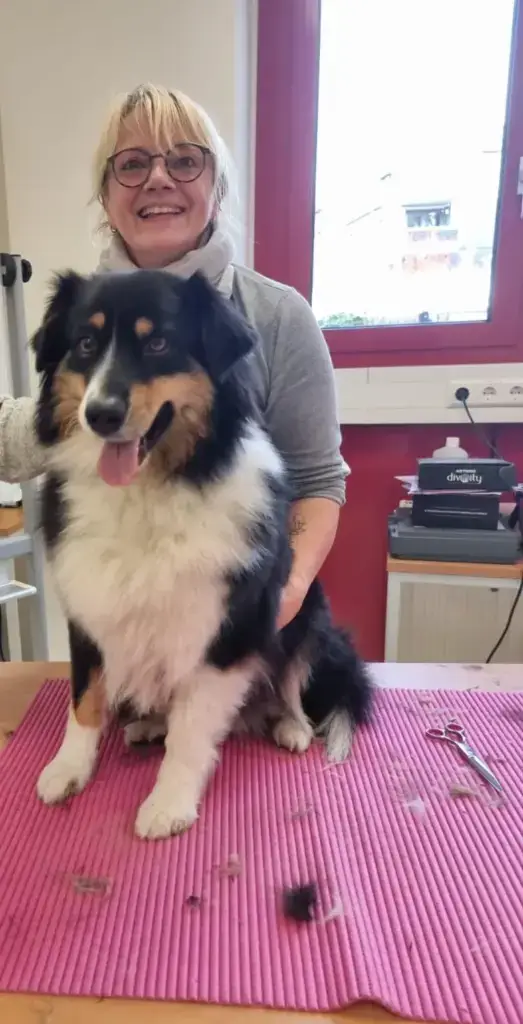 Langhaariger schwarzer Hund nach der Pflege auf rosa Unterlage