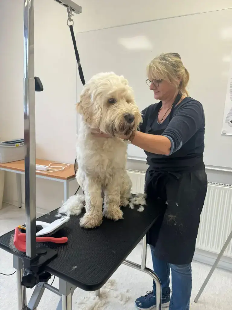 Groomerin und großer weißer Hund während der Schur auf dem Tisch